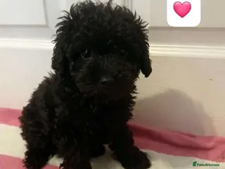 Toy Poodle dogs 🏡1 left 🩷 Ready to leave 🏡 - Advert 3