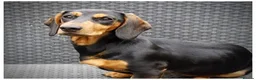 Dachshund dogs for sale: Female Dachshund  - Advert 3