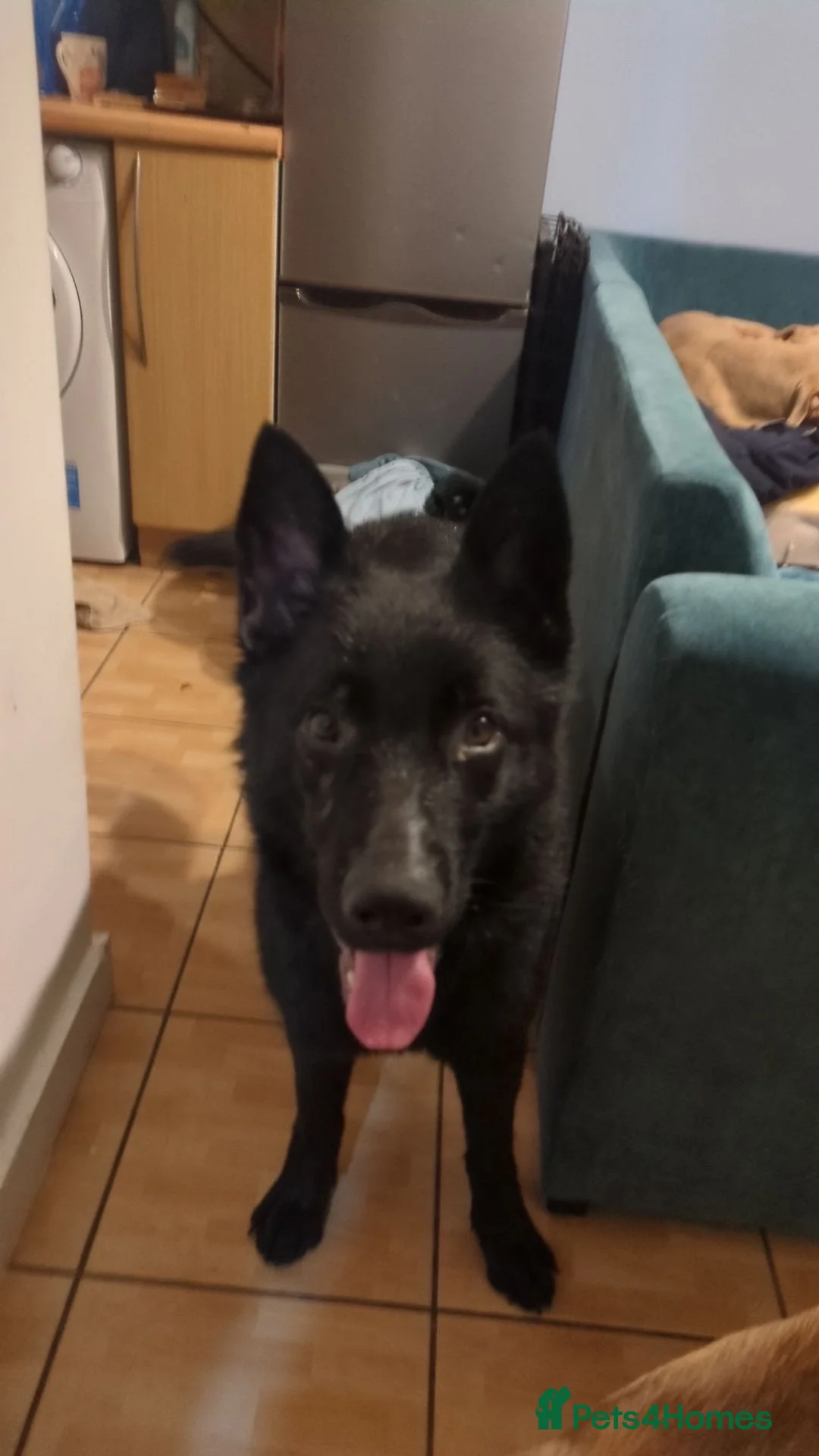 German Shepherd dogs for sale: Female German Shepherd - Advert 4