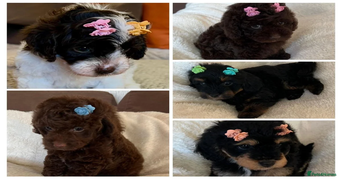 Curly Toy Cavapoo’s from health tested parents for sale in Coalville ...