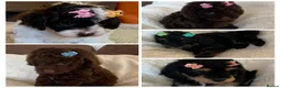 Cavapoo dogs for sale: Curly Toy Cavapoo’s from health tested parents - Advert 1