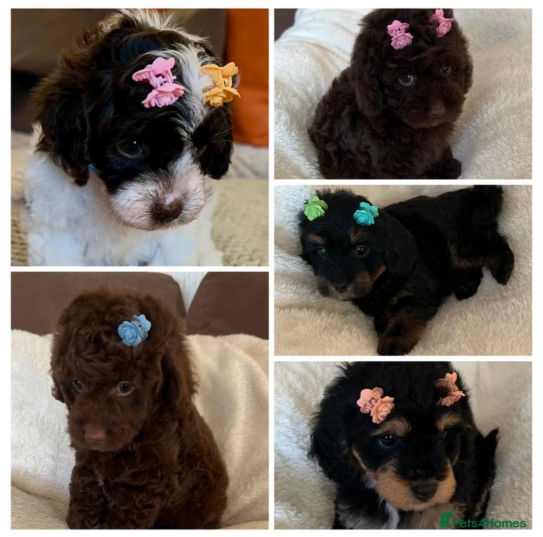 Cavapoo dogs for sale: Curly Toy Cavapoo’s from health tested parents - Advert 1