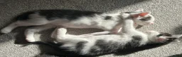 Mixed Breed cats for sale: Kittens for sale 4 males 2 females ready now  - Advert 10