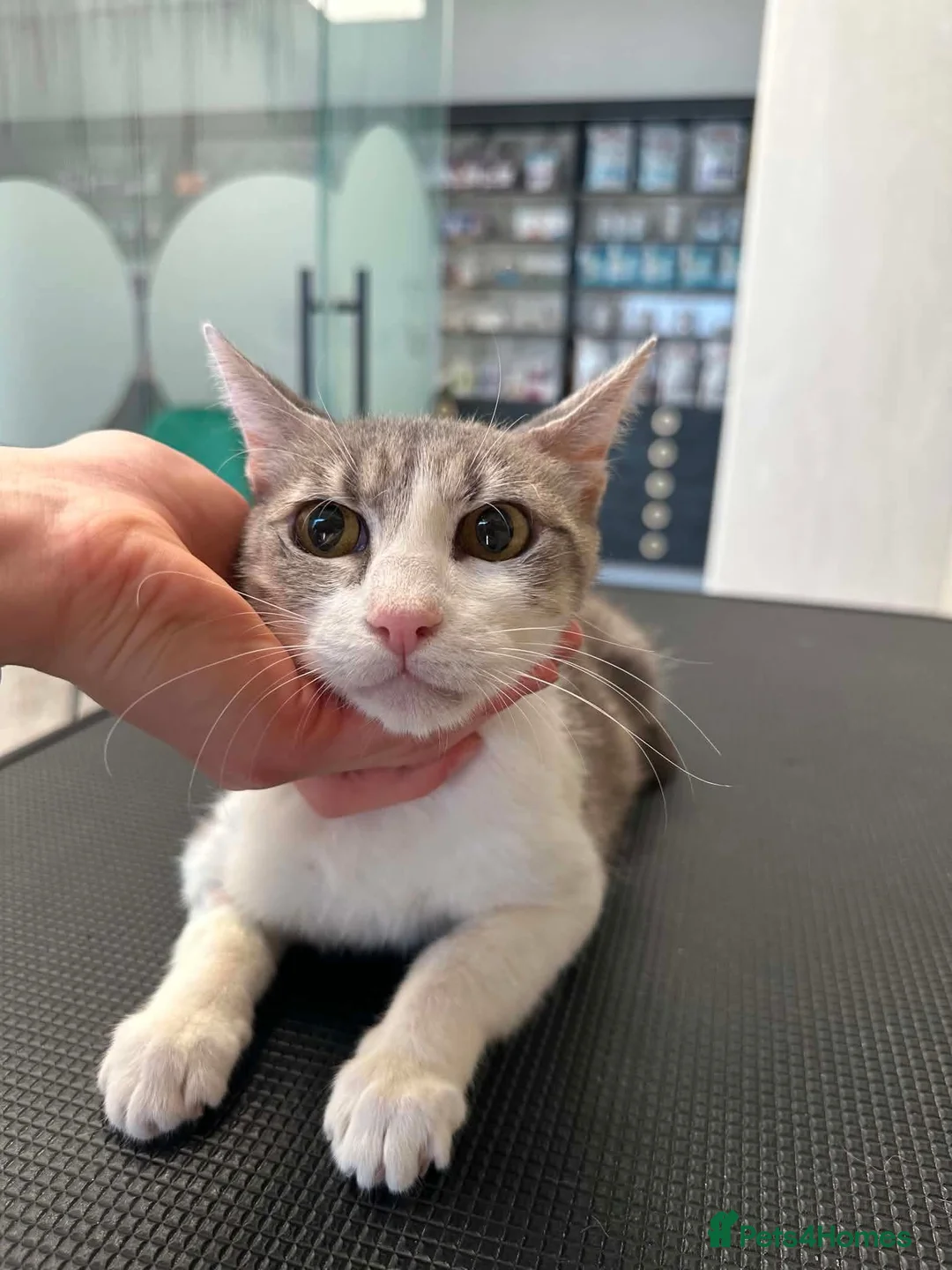 Mixed Breed cats for adoption: Greta for adoption - Advert 5