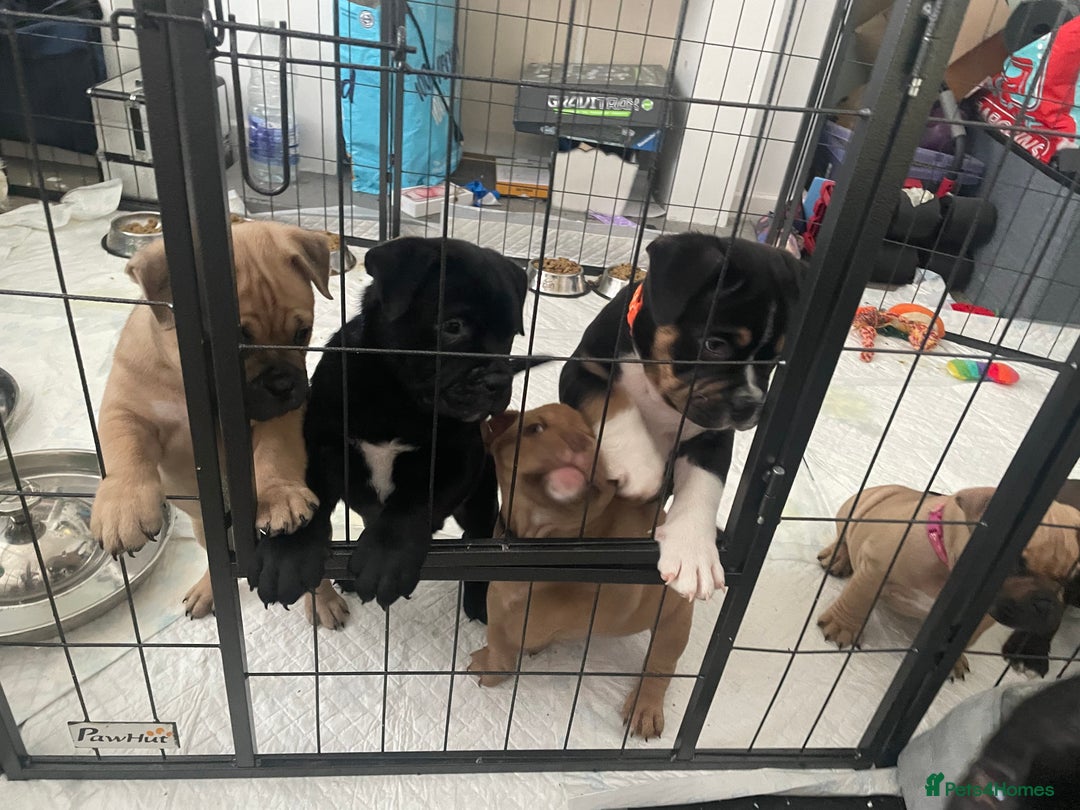 Mixed Breed dogs for sale: Pocket bully cross Chow Chow puppies for sale - Image 31