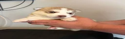Siberian Husky dogs for sale: Siberian Husky  - Advert 7