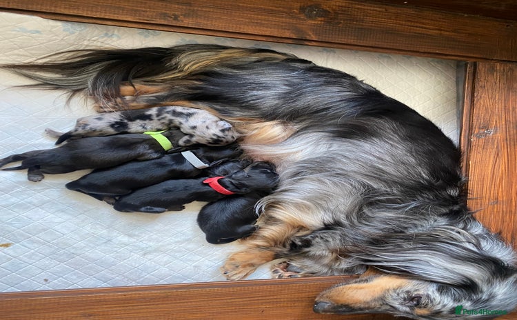 Miniature Dachshund dogs - Advert 1