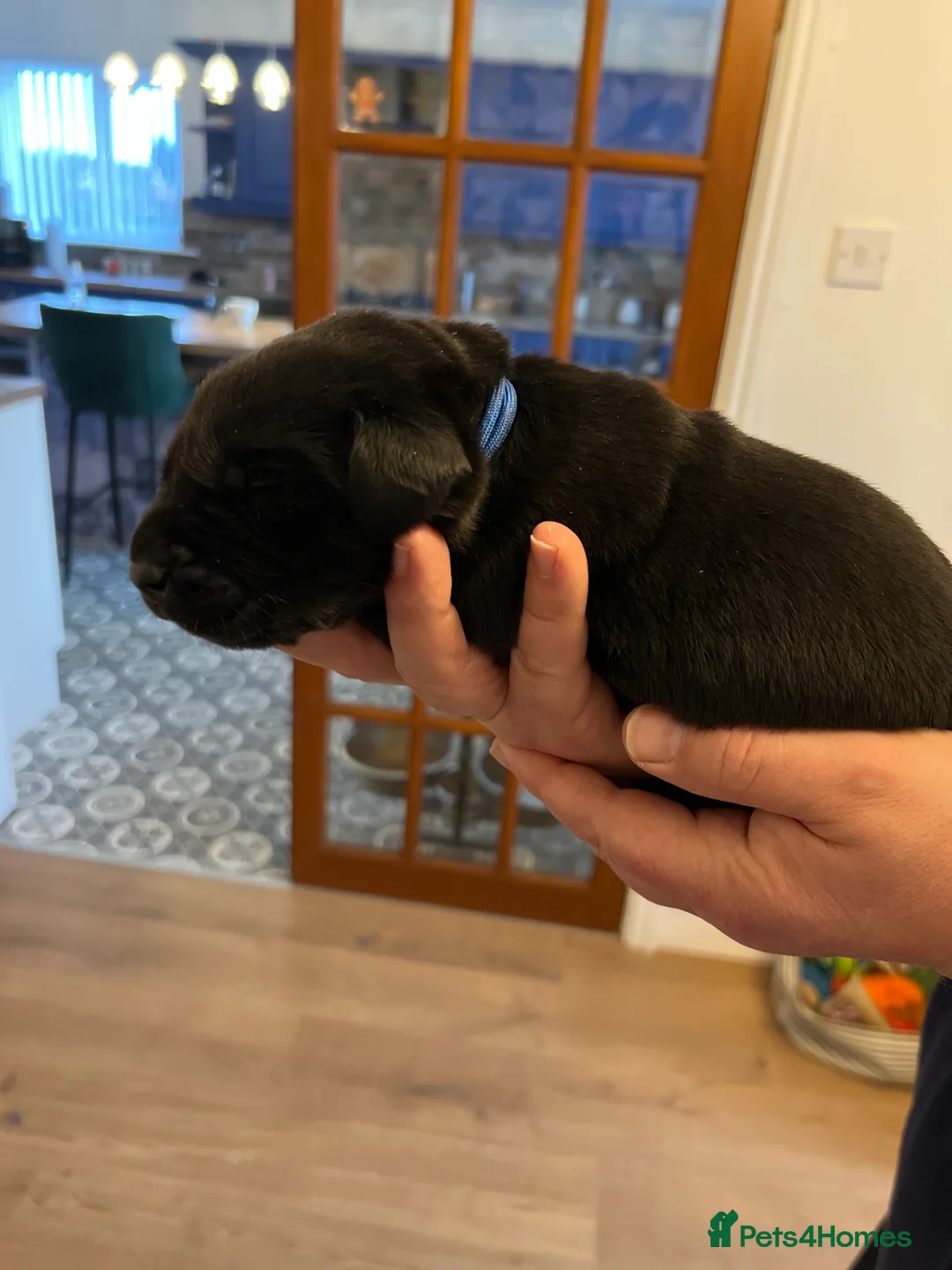 Labrador Retriever dogs for sale: Adorable Labrador  - Advert 10