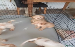 Cockapoo dogs for sale: Cockapoo F1B - Image 27