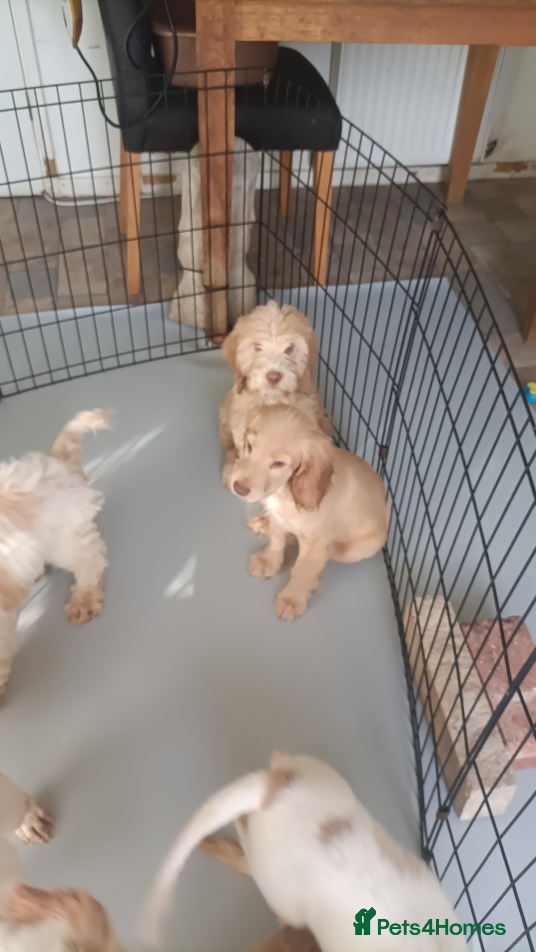 Cockapoo dogs for sale: Cockapoo F1B - Image 27