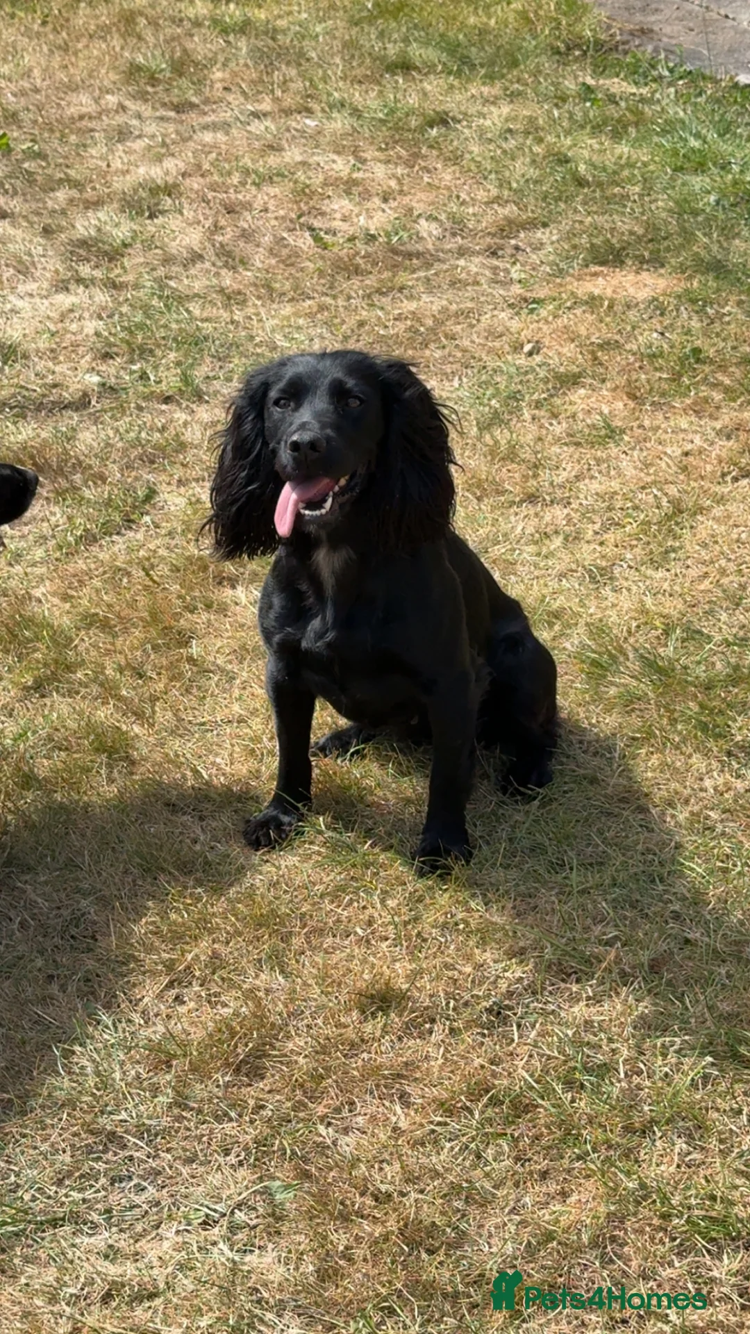 Cocker Spaniel dogs for sale: Working Cocker Spaniels - Advert 5