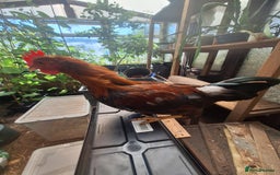 Chickens poultry for sale: Welsummer bantam Cockerell for sale £15 - Image 6