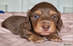 Miniature Dachshund dogs for sale: Long hair minature dachshunds - Image 5
