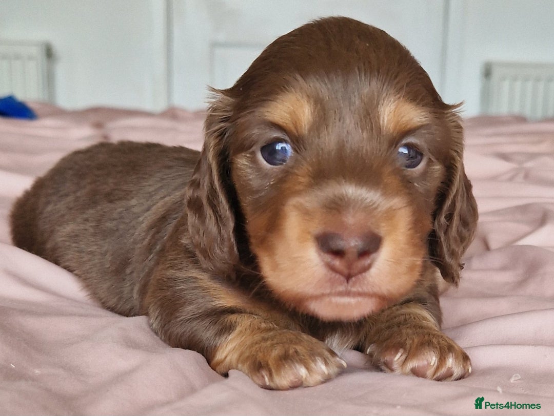 Miniature Dachshund dogs for sale: Long hair minature dachshunds - Image 5