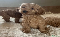Cavapoo dogs for sale: Cavapoos from extensive health tested parents - Image 1