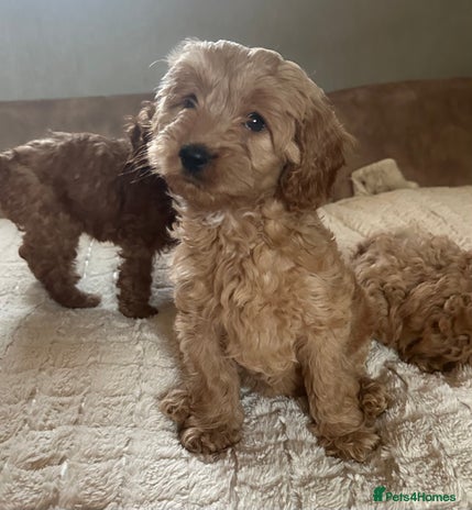 Cavapoo dogs - Advert 1