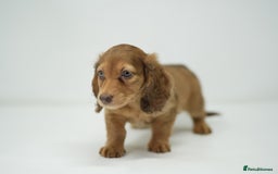 Dachshund dogs for sale: Long haired miniature dachshunds  - Image 13