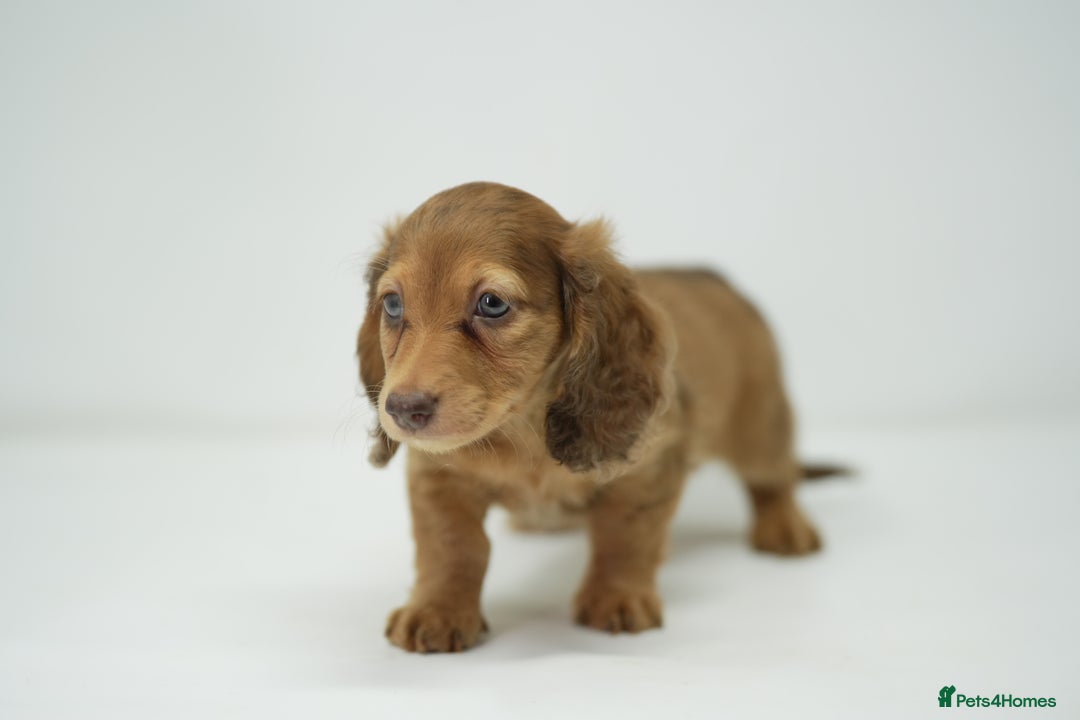 Dachshund dogs for sale: Long haired miniature dachshunds  - Image 13
