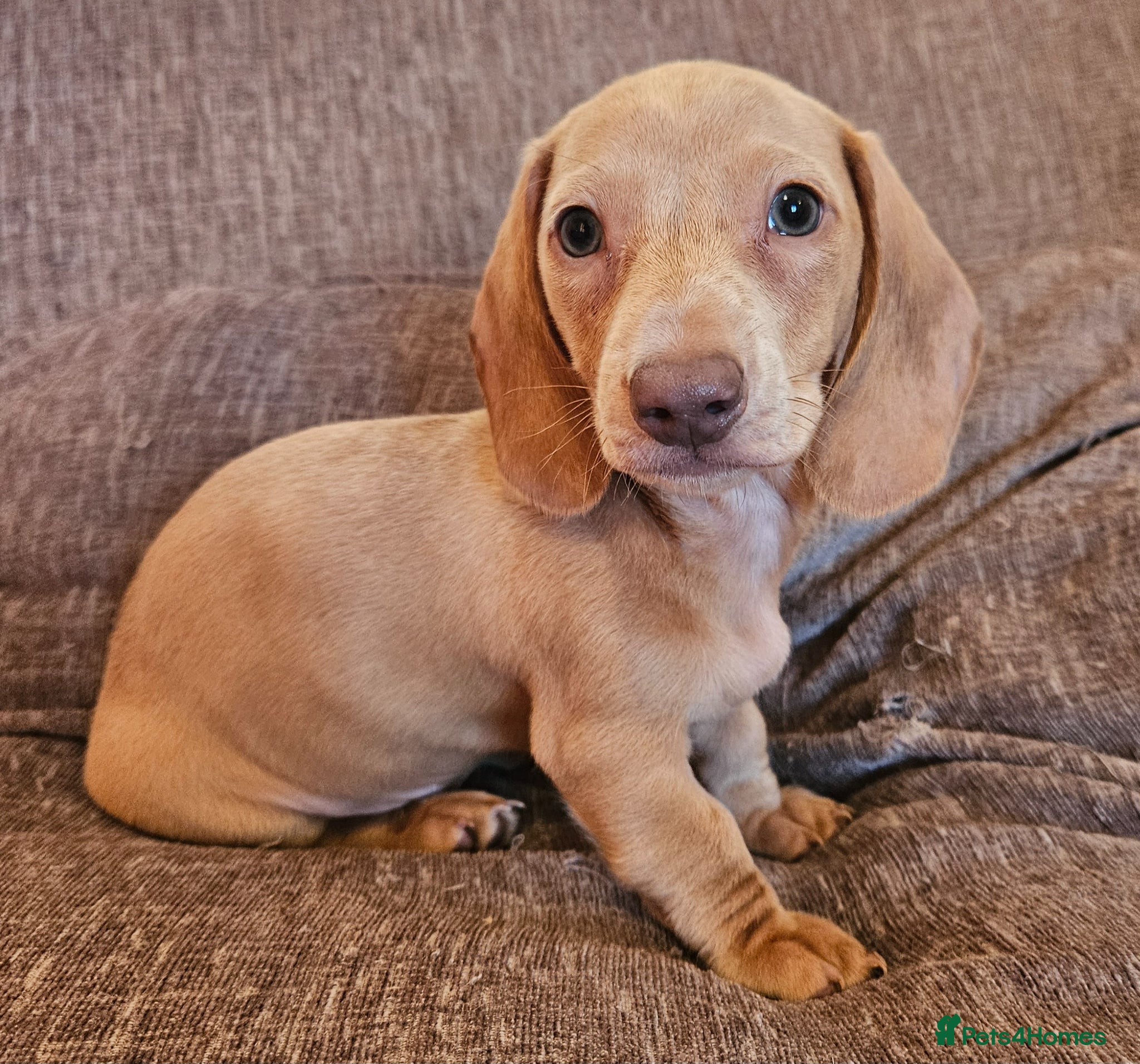 Miniature Dachshund dogs 2 Beautiful Male Dachshund Puppies  - Advert 2