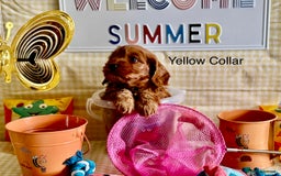 Cockapoo dogs for sale: F1 Toy Cockapoo’s in richest red ❤️ - Image 10