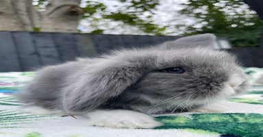 Mini Lion Lop rabbits - Advert 3