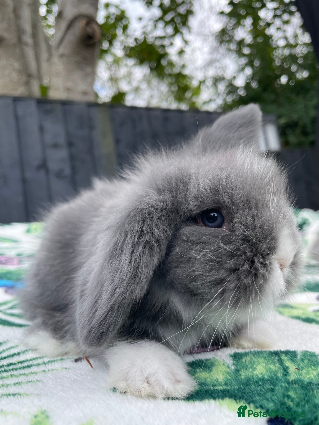 Mini Lion Lop rabbits for sale: EUROPEAN TEDDYWIDDER BABIES  - Image 6