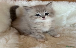 RagaMuffin cats for sale: PEDIGREE RAGAMUFFIN KITTENS RARE - Image 4