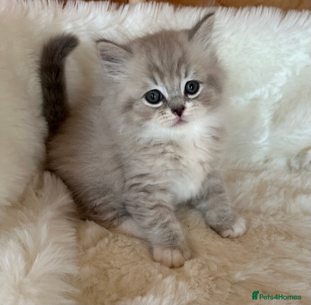 RagaMuffin cats for sale: PEDIGREE RAGAMUFFIN KITTENS RARE - Image 4