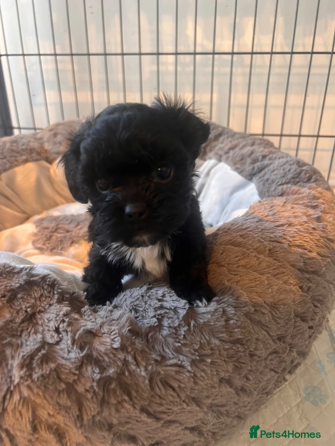 Shihpoo dogs for sale: 5 beautiful shihpoo puppies  - Advert 2