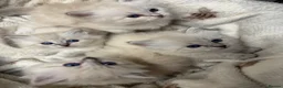 Siberian cats for sale: Registered Siberian kitttens - Advert 5