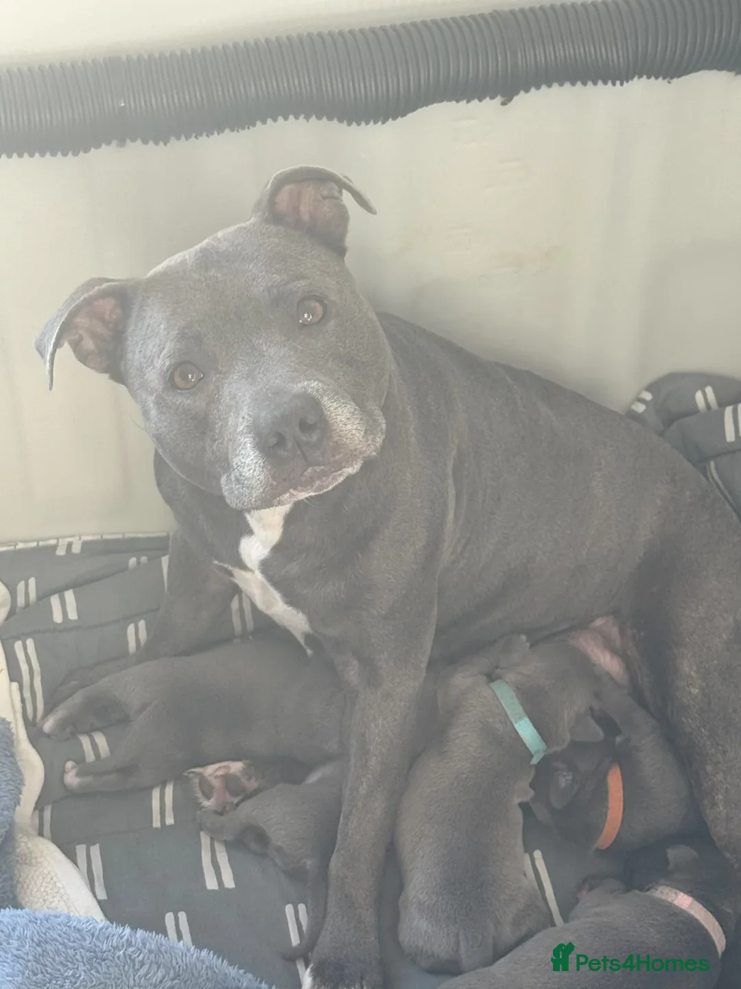 Staffordshire Bull Terrier dogs for sale: Staffordshire Bull Terrier puppies for sale  in London - Advert 7