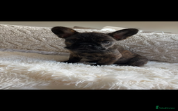 French Bulldog dogs for sale: French Bulldog puppies  - Image 5