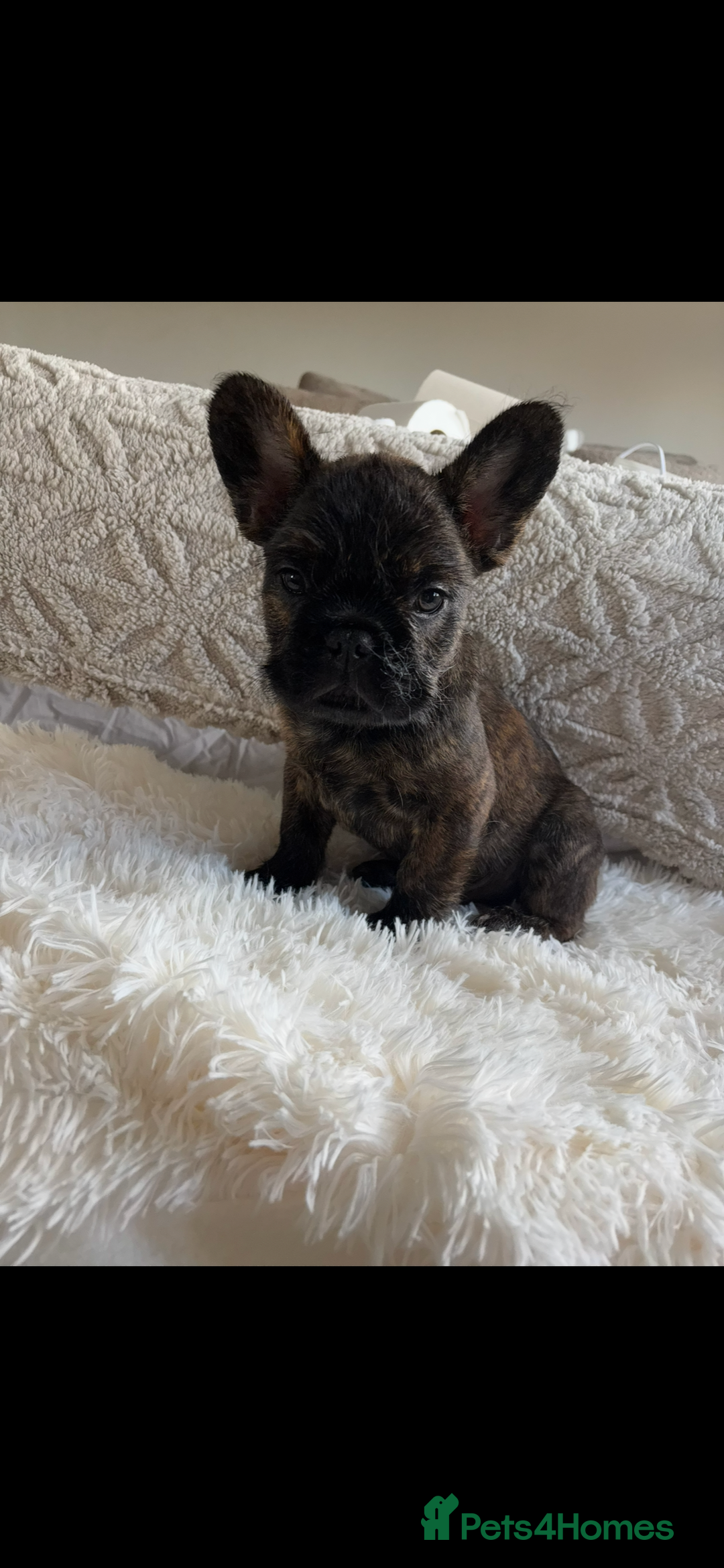 French Bulldog dogs for sale: French Bulldog puppies  - Image 5