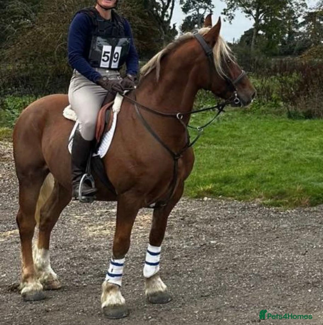 Welsh Section D horses for sale: 15.2 Welsh d gelding  - Advert 3