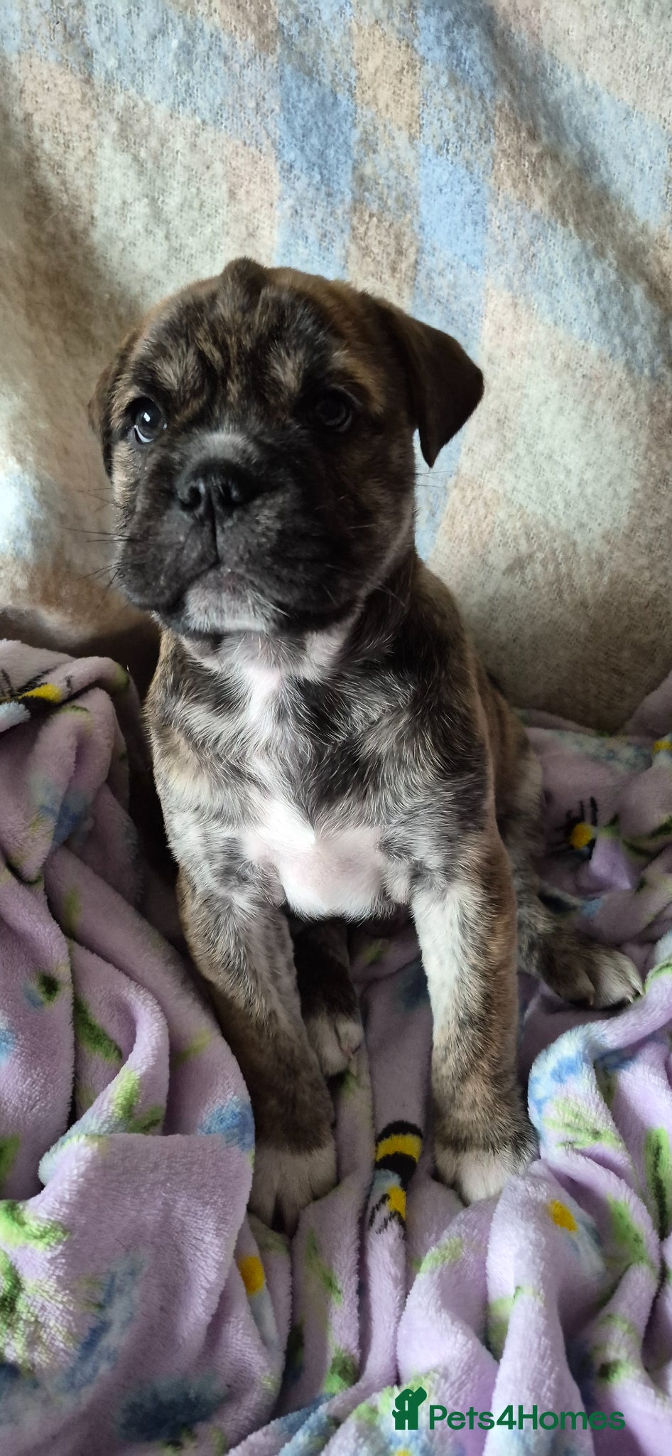 Mixed Breed dogs Pugsky peis - Advert 10