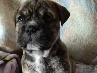 Mixed Breed dogs Pugsky peis - Advert 10
