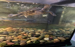 Turtle reptiles for sale: Mississippi map turtles x2 and set up - Image 2