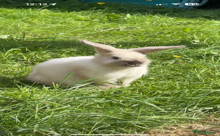 Mini Lop rabbits - Advert 8