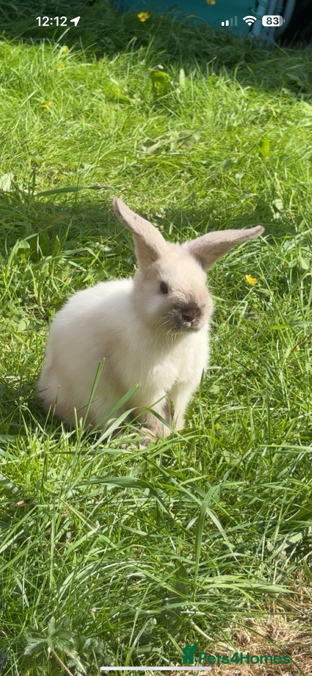 Mini Lop rabbits for sale: 6 month old female white mini lop  - Image 1