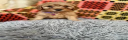 Cavachon dogs for sale: Cavapoochon boys and girls - Advert 5