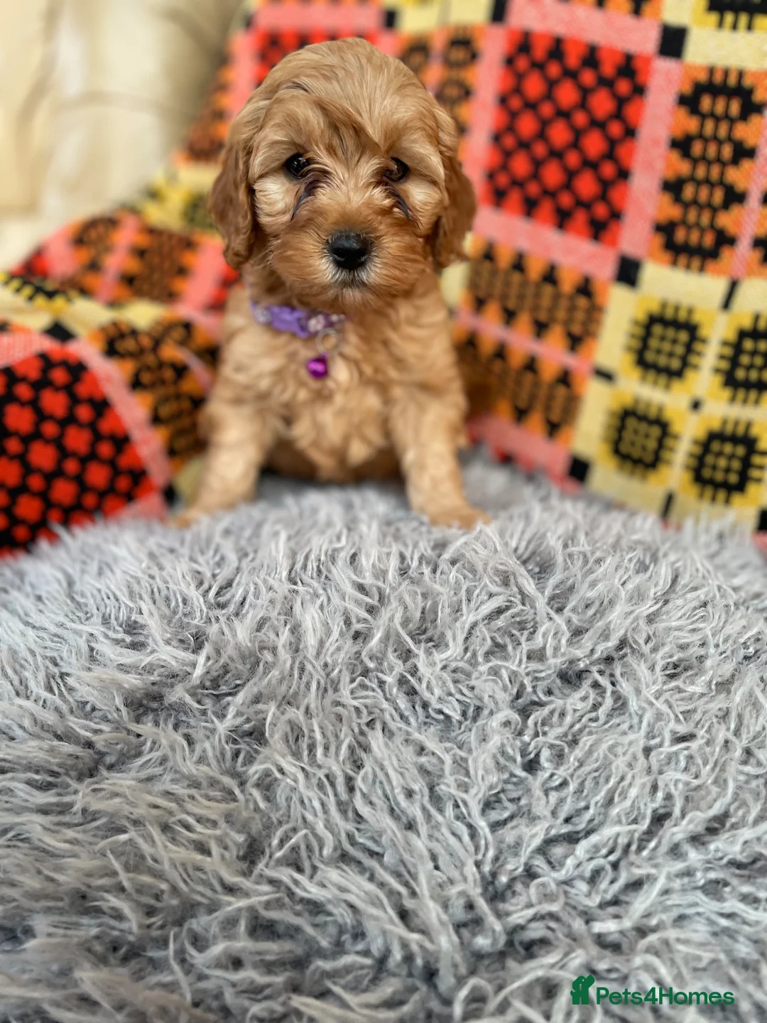 Cavachon dogs for sale: Cavapoochon boys and girls - Advert 5