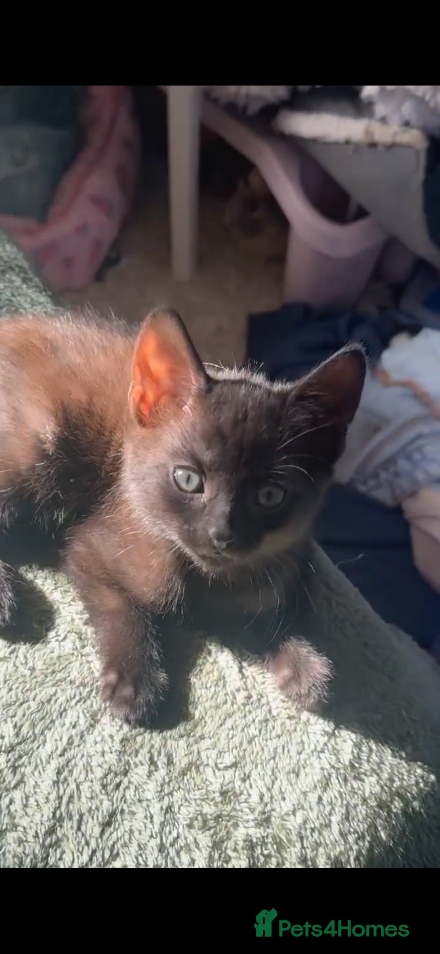 British Shorthair cats Black kittens for sale  - Advert 15