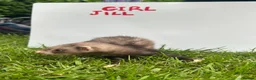 Ferret rodents for sale: Ferrets Available, Boys And Girls  - Advert 3
