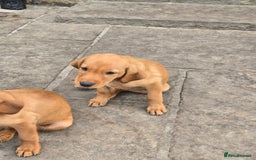 Labrador Retriever dogs for sale: Last Beautiful Fox Red KC Reg Lab Pups READY NOW - Image 11