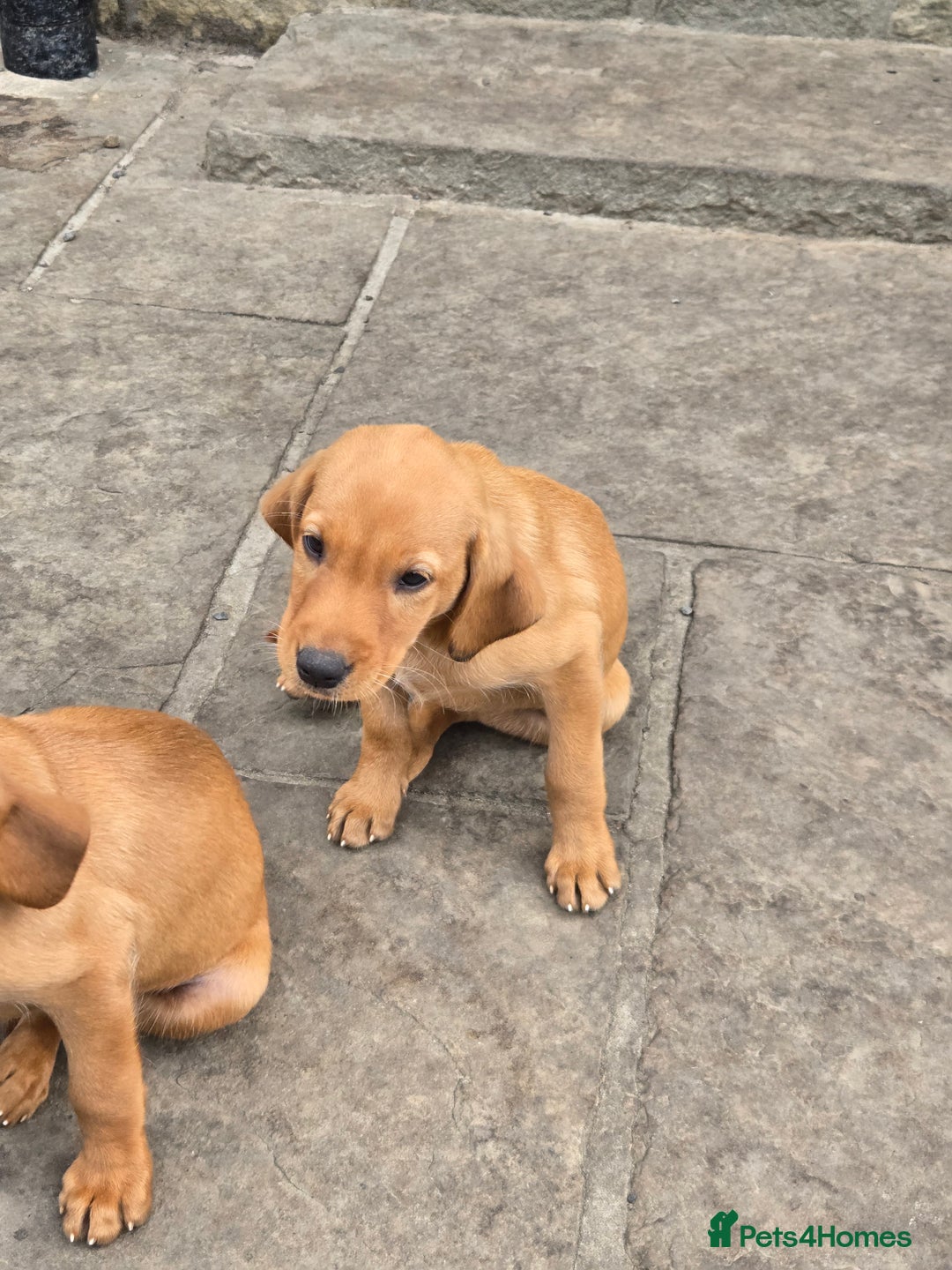 Labrador Retriever dogs for sale: Last Beautiful Fox Red KC Reg Lab Pups READY NOW - Image 11
