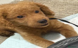 Mixed Breed dogs for sale: MINI POODLE  - Image 3