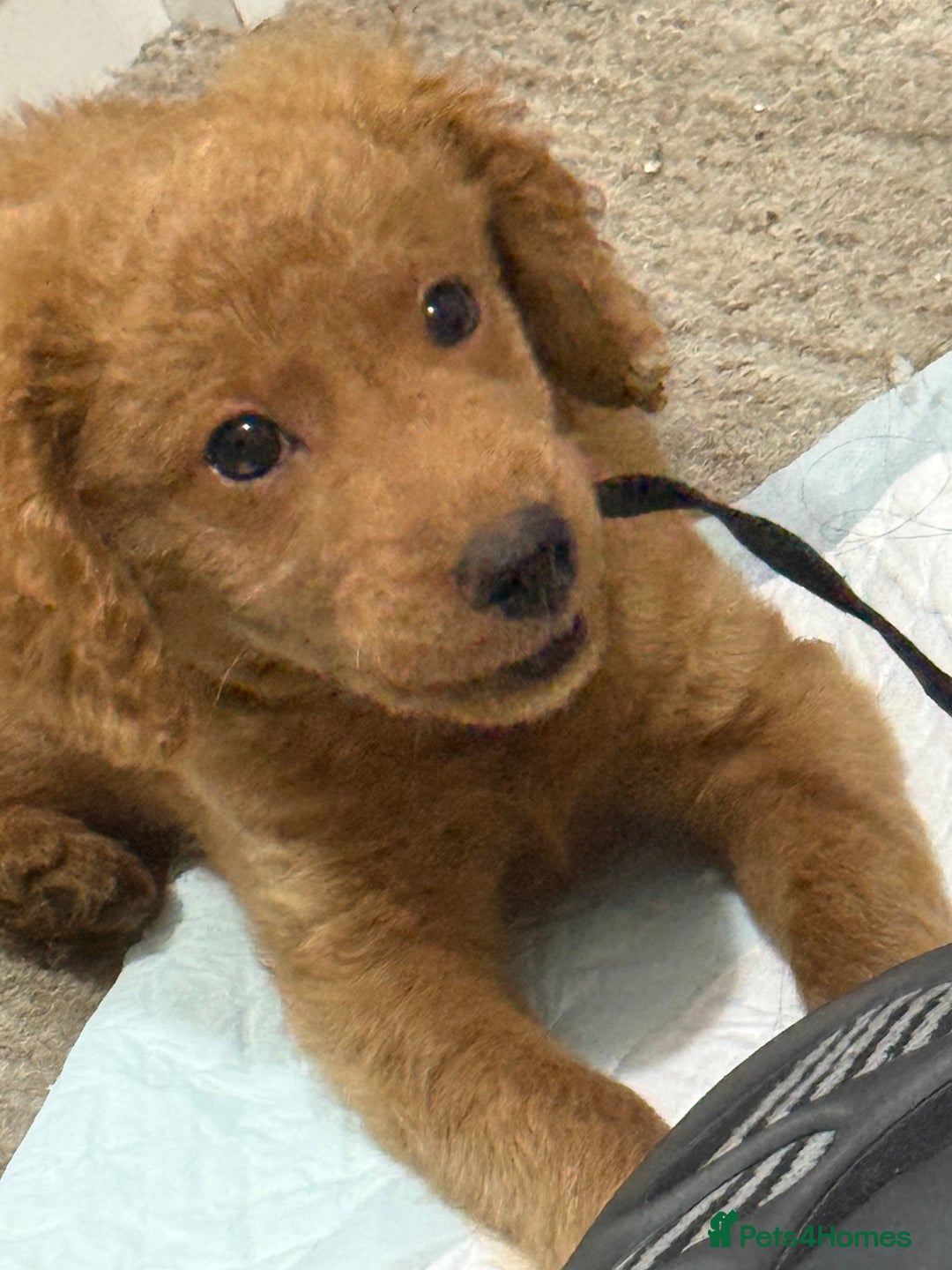Mixed Breed dogs for sale: MINI POODLE  - Image 3