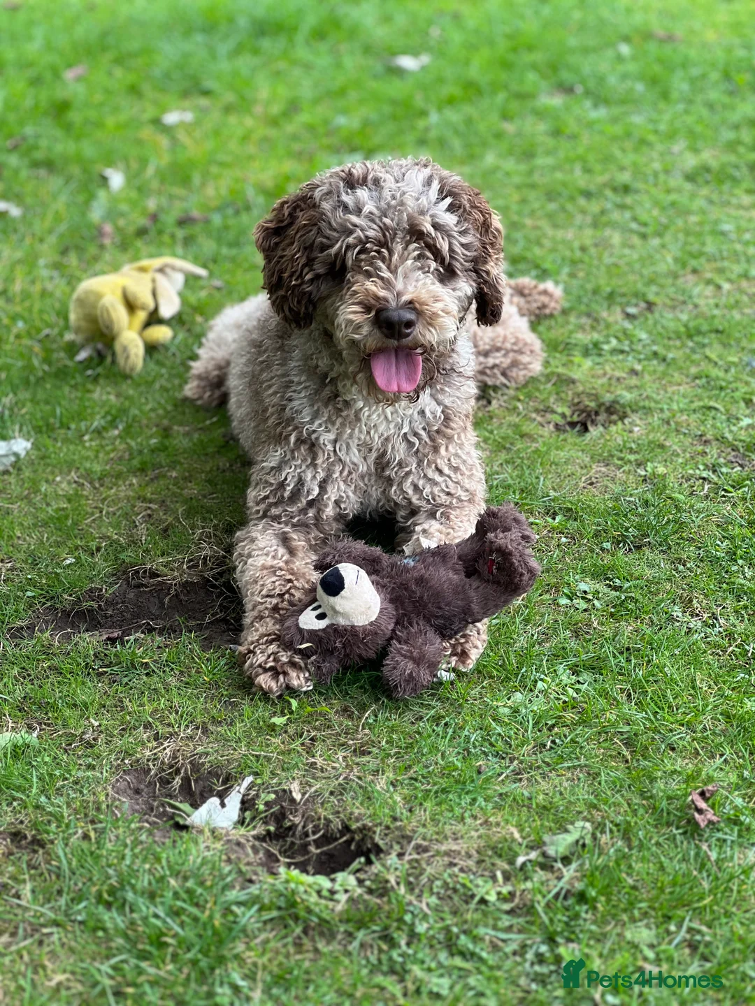 Miniature Poodle dogs for stud: Chocolate Merle Miniature Poodle Fully DNA Tested in Radstock - Advert 16