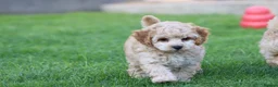 Cavapoochon dogs for sale: CAVAPOOCHON PUPPIES FOR SALE - Advert 8