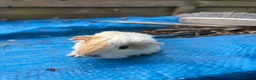 Guinea Pig rodents for sale: Long haired fluffy PeruvianSilkie guineapig babies - Advert 29